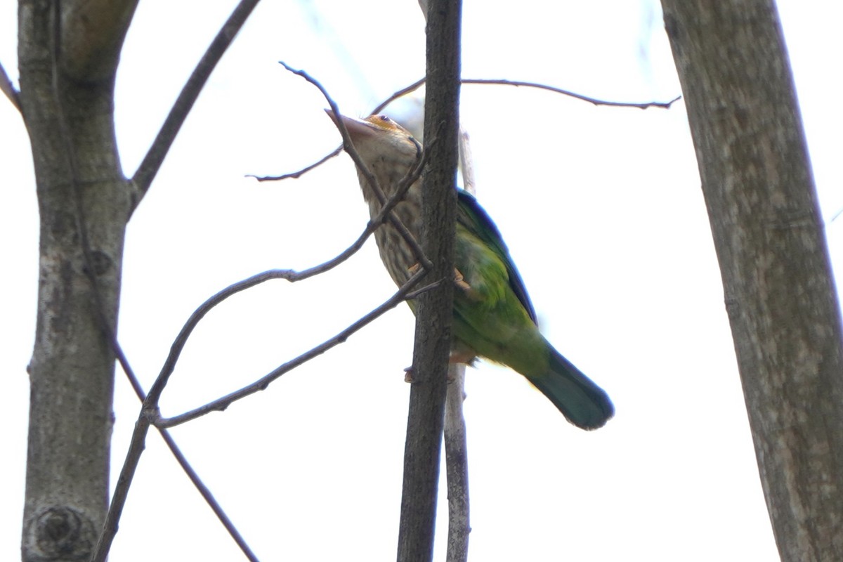 シロボシオオゴシキドリ - ML647345184