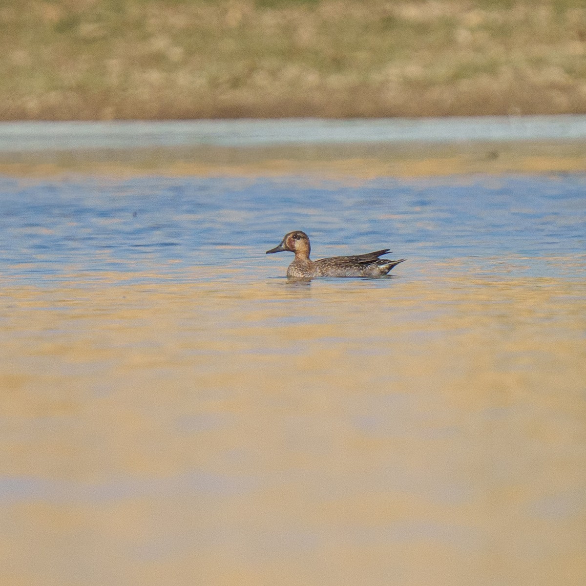 קרקיר - ML647345191