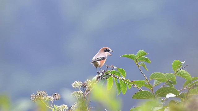 Сорокопуд японський - ML647345202