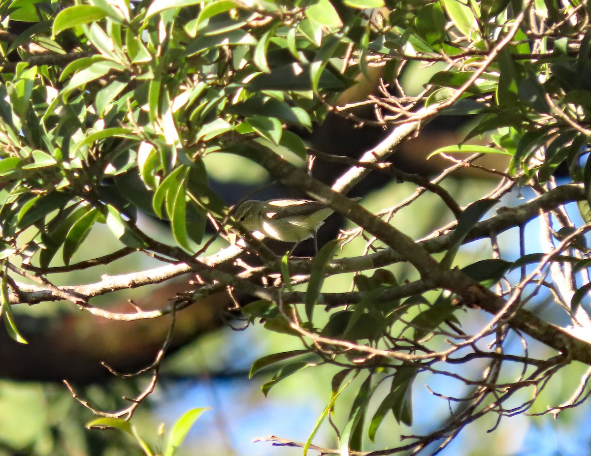 Вівчарик жовточеревий - ML647345254