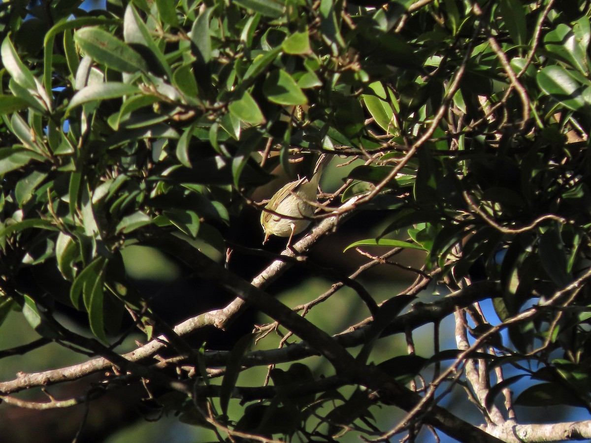 Вівчарик жовточеревий - ML647345255