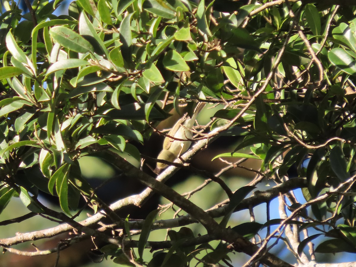 Вівчарик жовточеревий - ML647345256