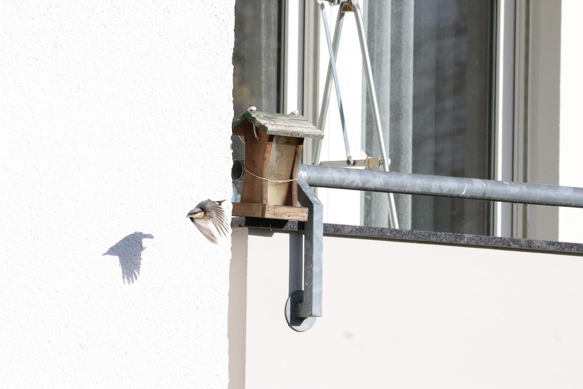 Eurasian Nuthatch - ML647345266