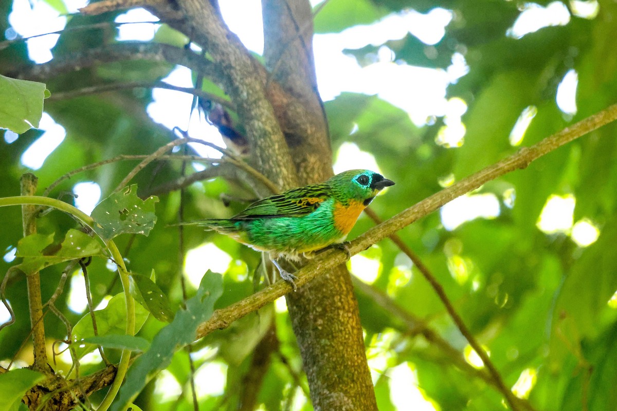 ヤイロフウキンチョウ - ML647345271