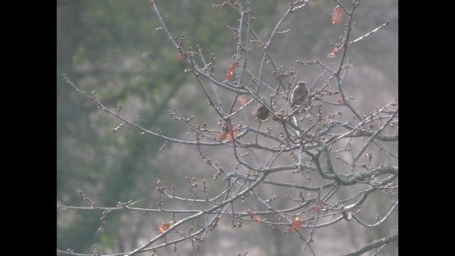 Трав'янка чорноголова - ML647345274