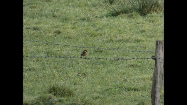 Трав'янка чорноголова - ML647345282