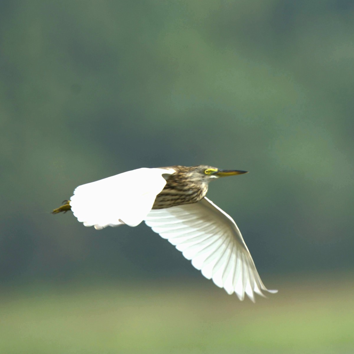 Indian Pond-Heron - ML647345299