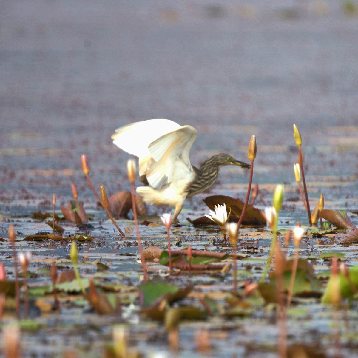 Indian Pond-Heron - ML647345300