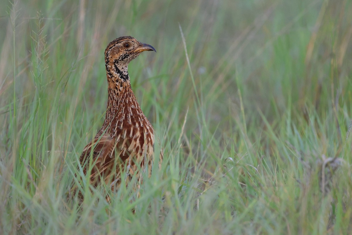 ニセアカハネシャコ - ML647345311