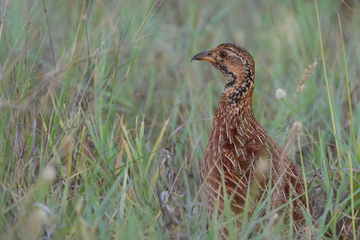 ニセアカハネシャコ - ML647345312