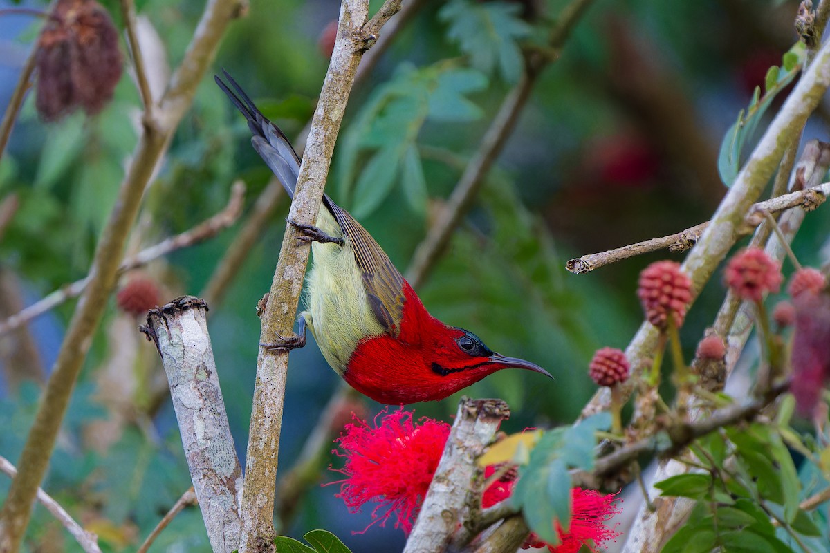 Crimson Sunbird - ML647345323