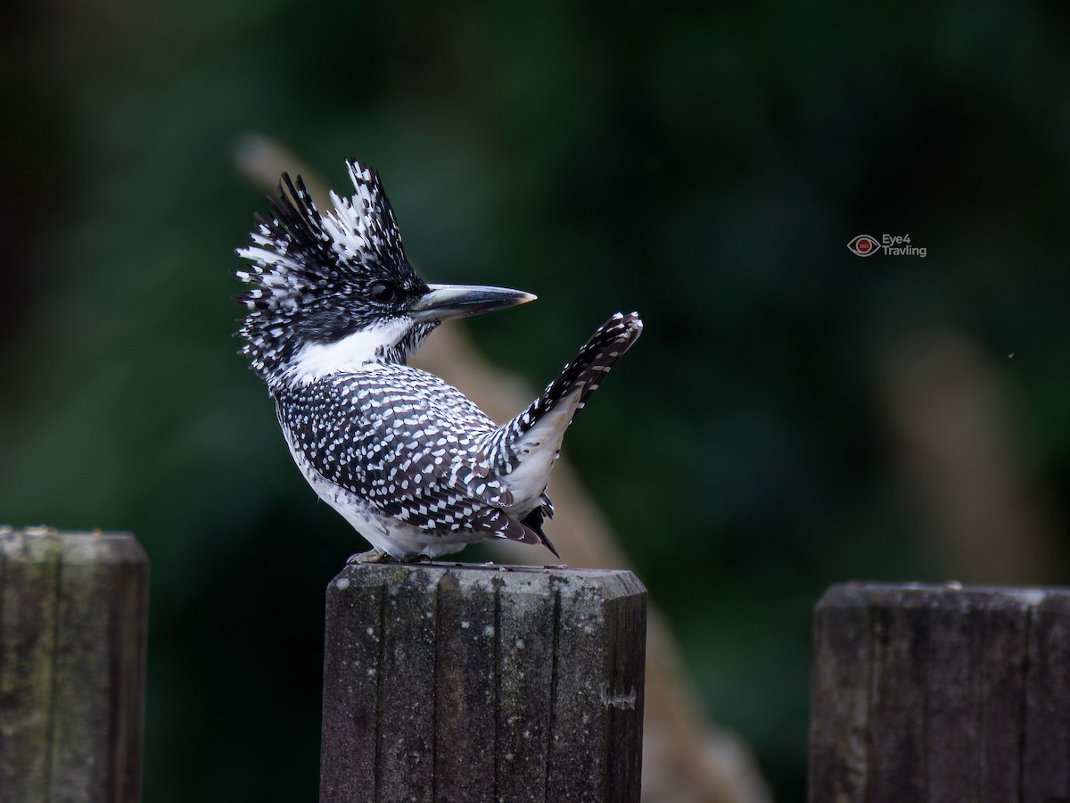 Crested Kingfisher - ML647345327