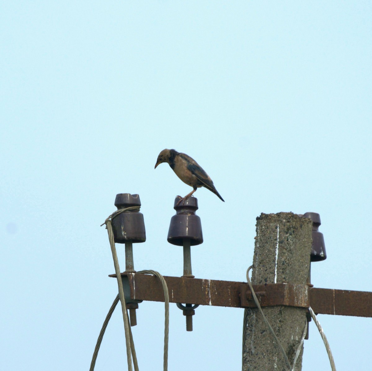 Rosy Starling - ML647345331