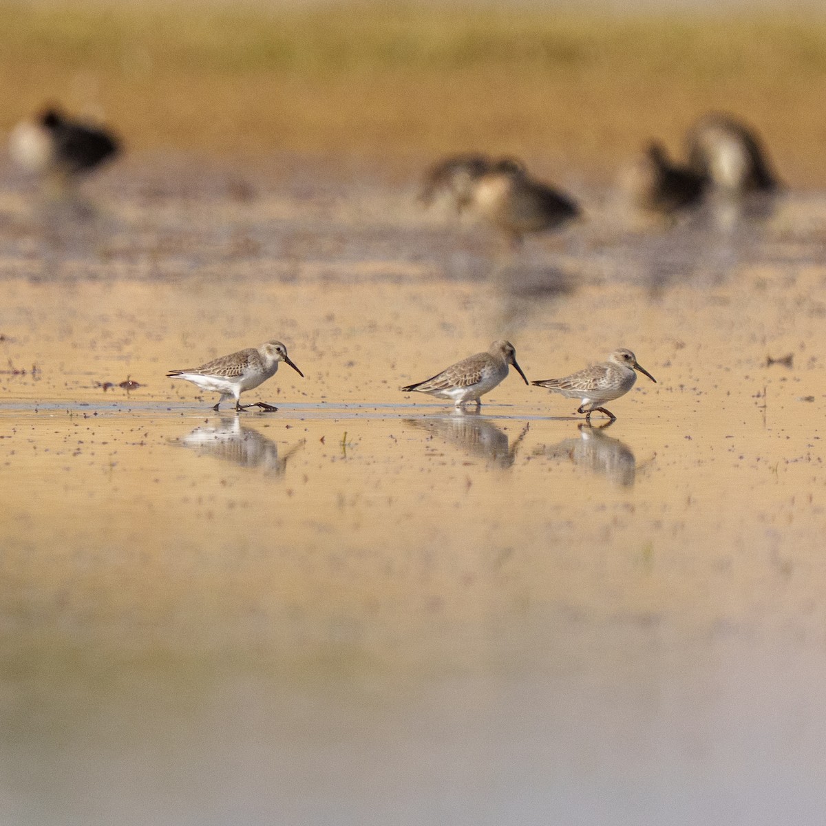 חופית מגלית - ML647345342