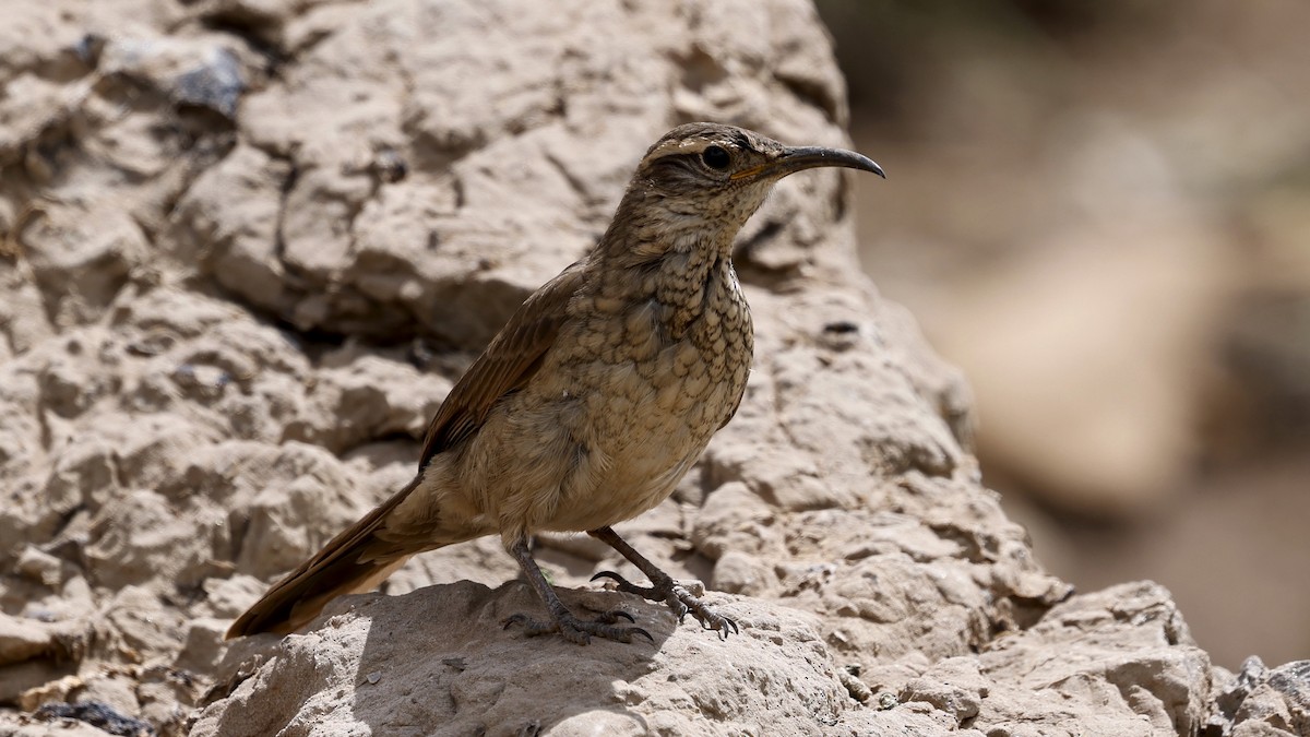 Scale-throated Earthcreeper - ML647345343