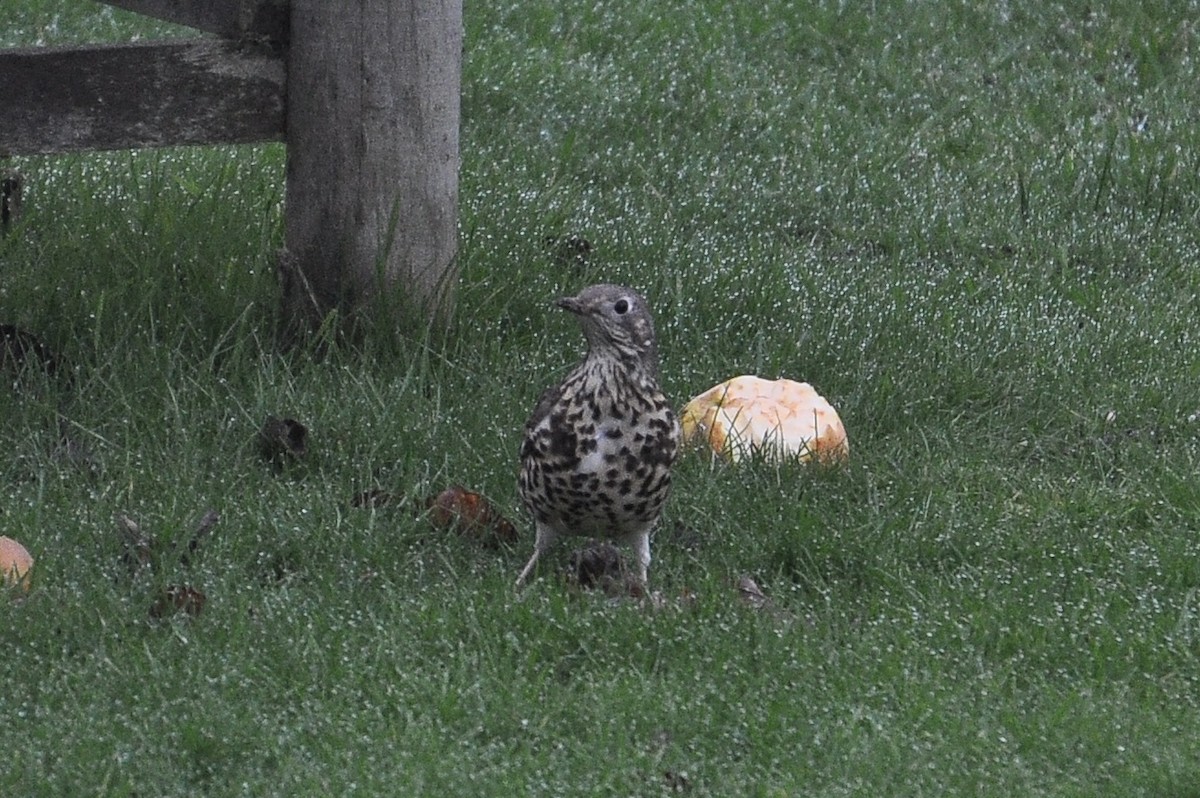 槲鶇 - ML647345344