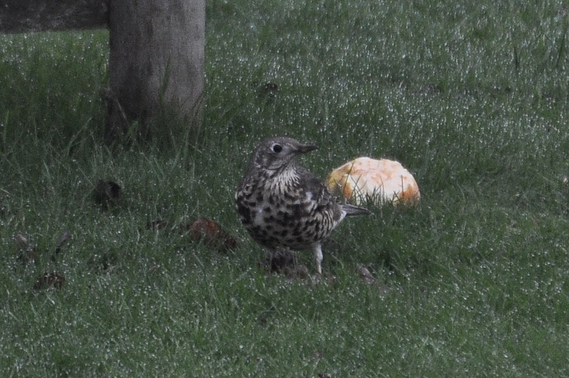 槲鶇 - ML647345345