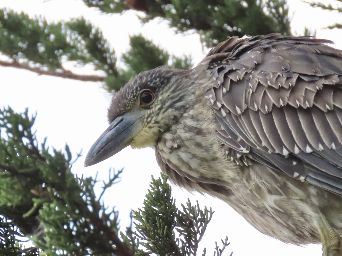 Yellow-crowned Night Heron - ML647345361