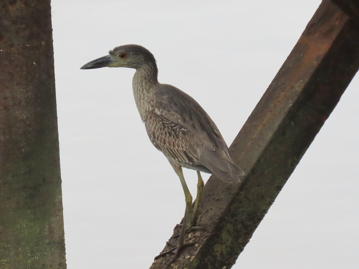 Yellow-crowned Night Heron - ML647345362