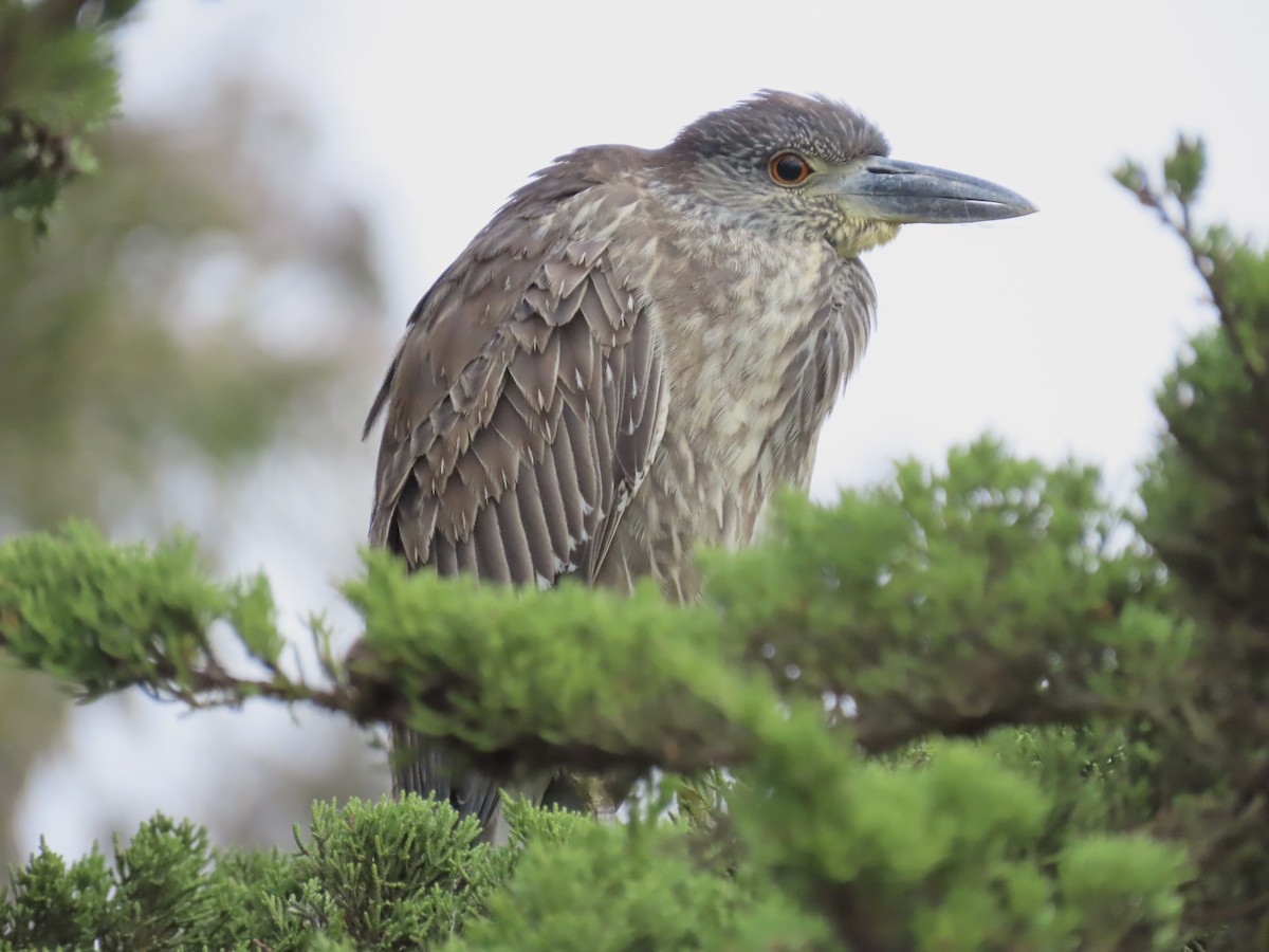 Yellow-crowned Night Heron - ML647345363