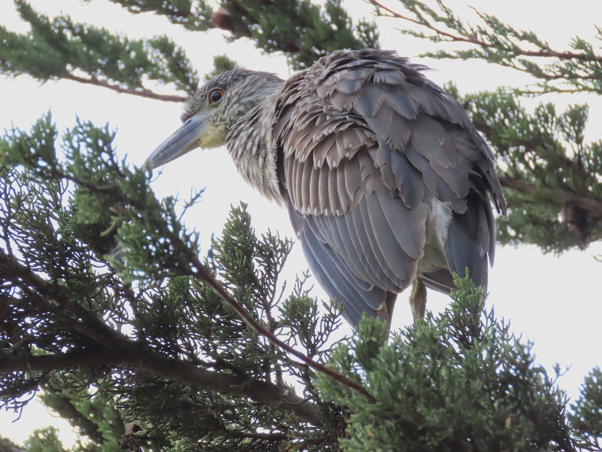 Yellow-crowned Night Heron - ML647345364