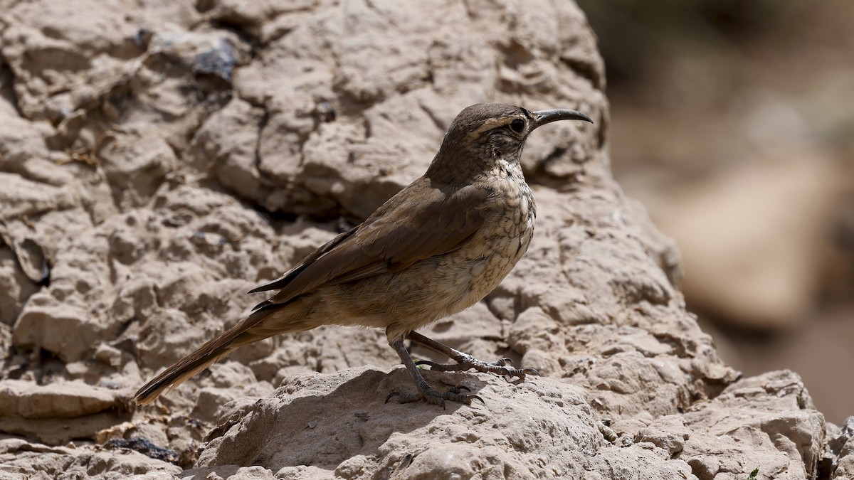 Scale-throated Earthcreeper - ML647345373