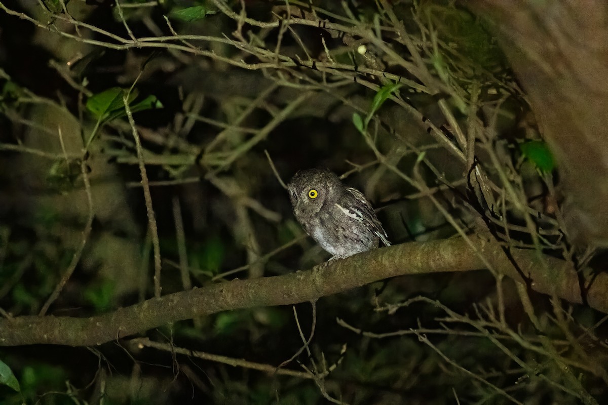 Petit-duc d'Orient - ML647345376