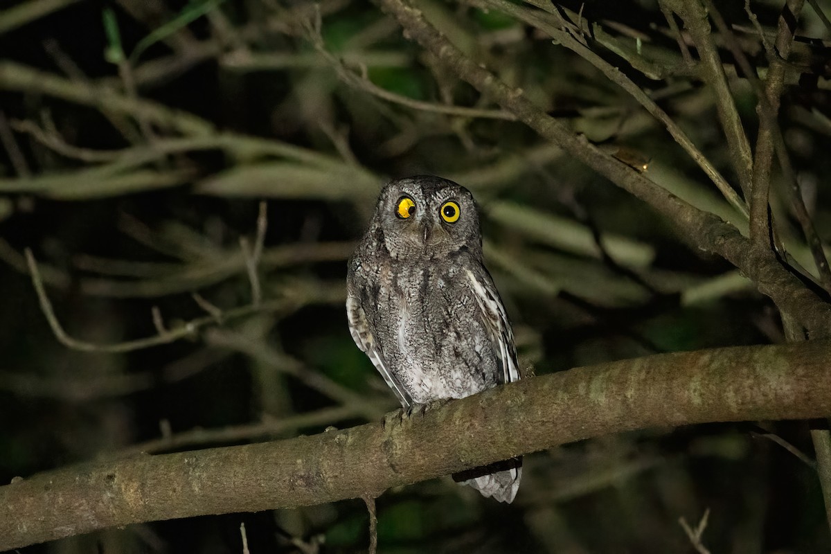 Petit-duc d'Orient - ML647345396