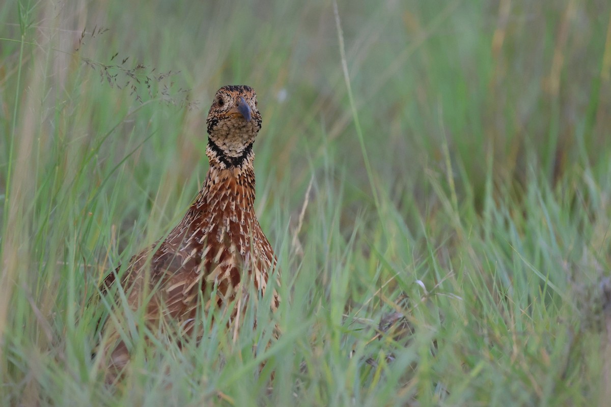 ニセアカハネシャコ - ML647345398