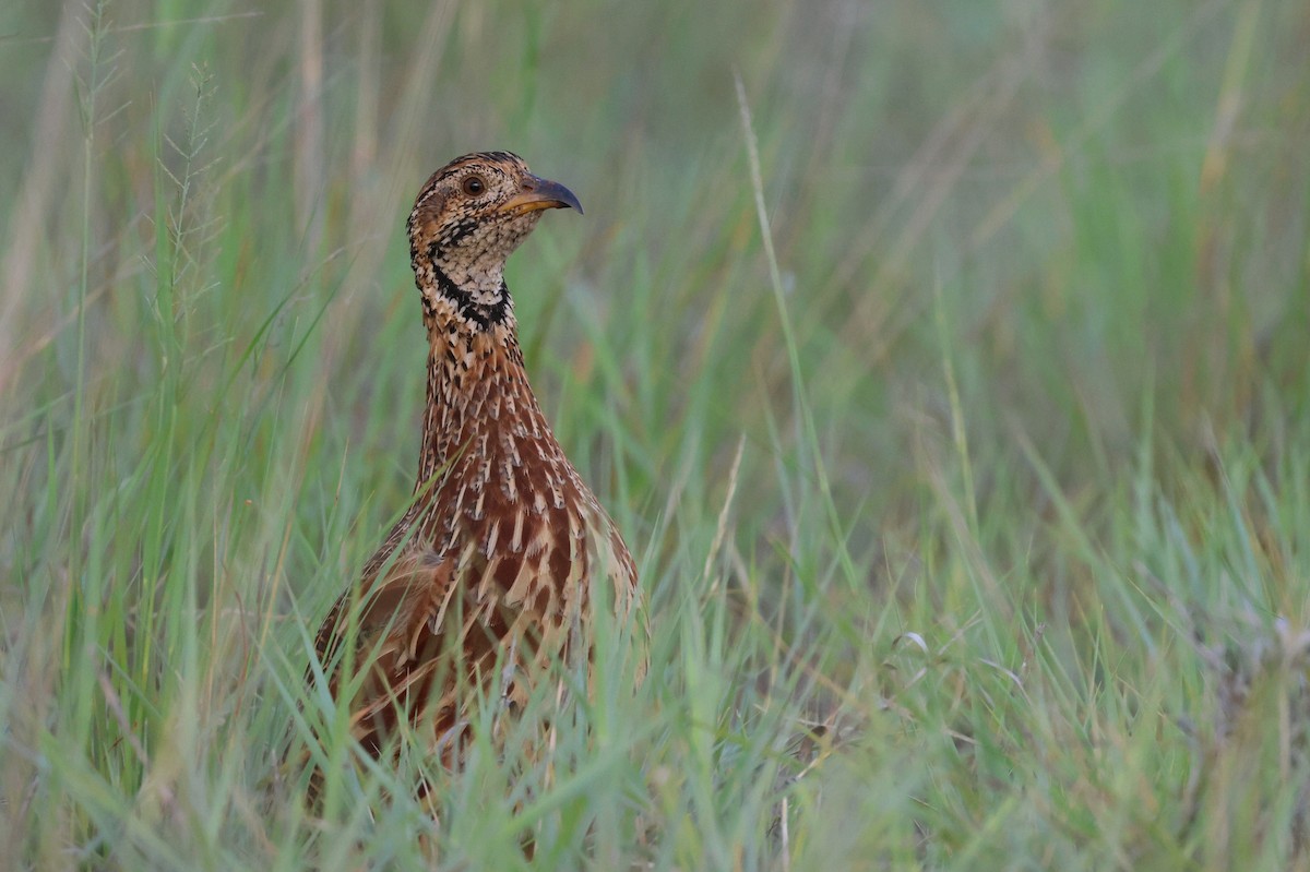 Orange River Francolin - ML647345399