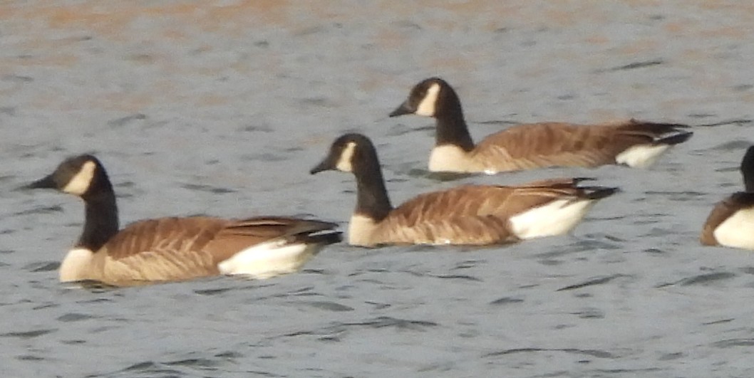 Branta kanadar handia - ML647345401