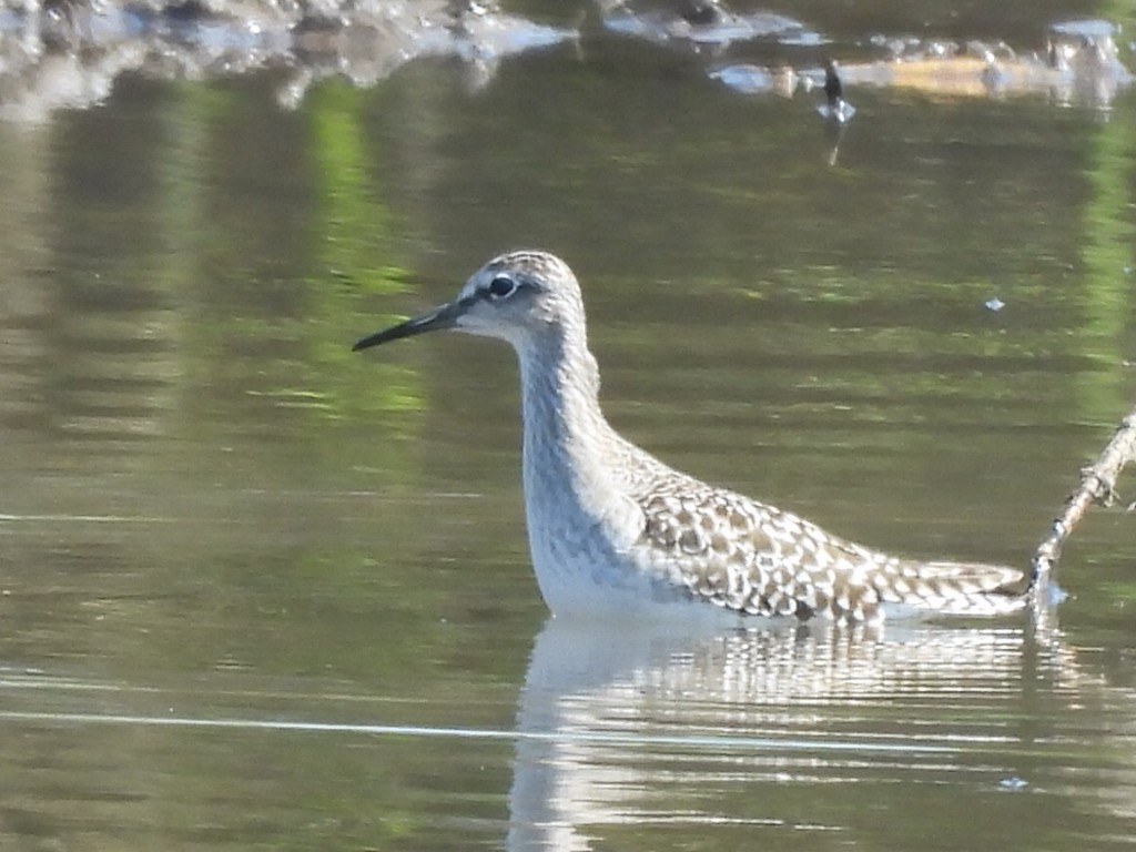 Wood Sandpiper - ML647345405