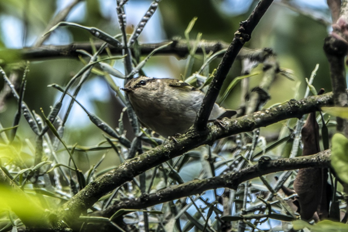 Hume's Warbler - ML647345406
