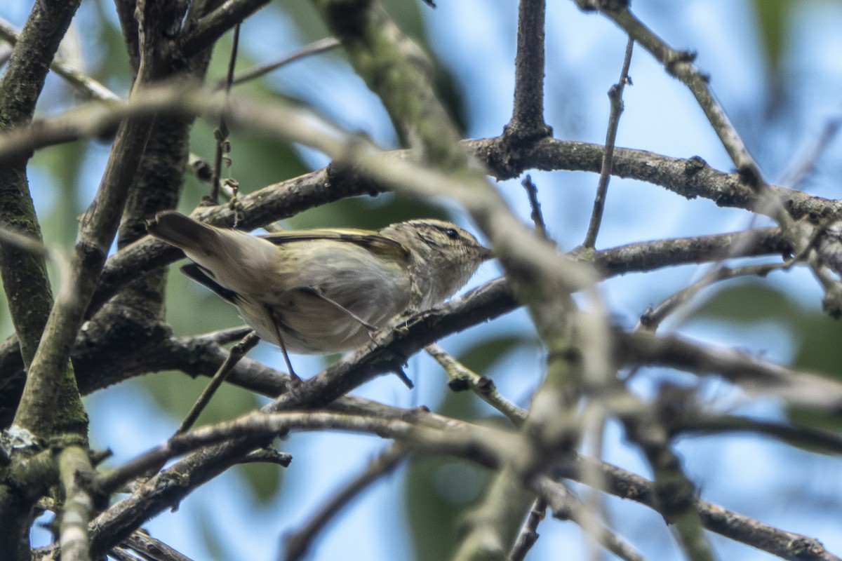 Hume's Warbler - ML647345407