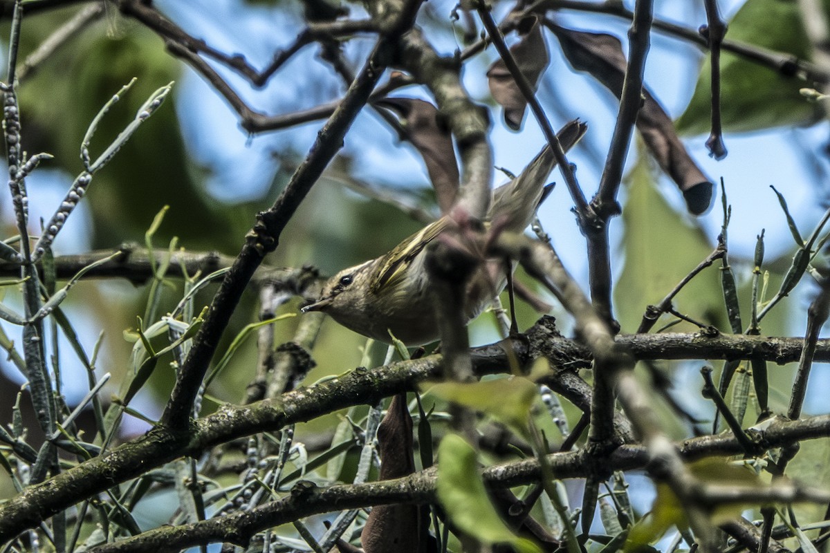 Hume's Warbler - ML647345408