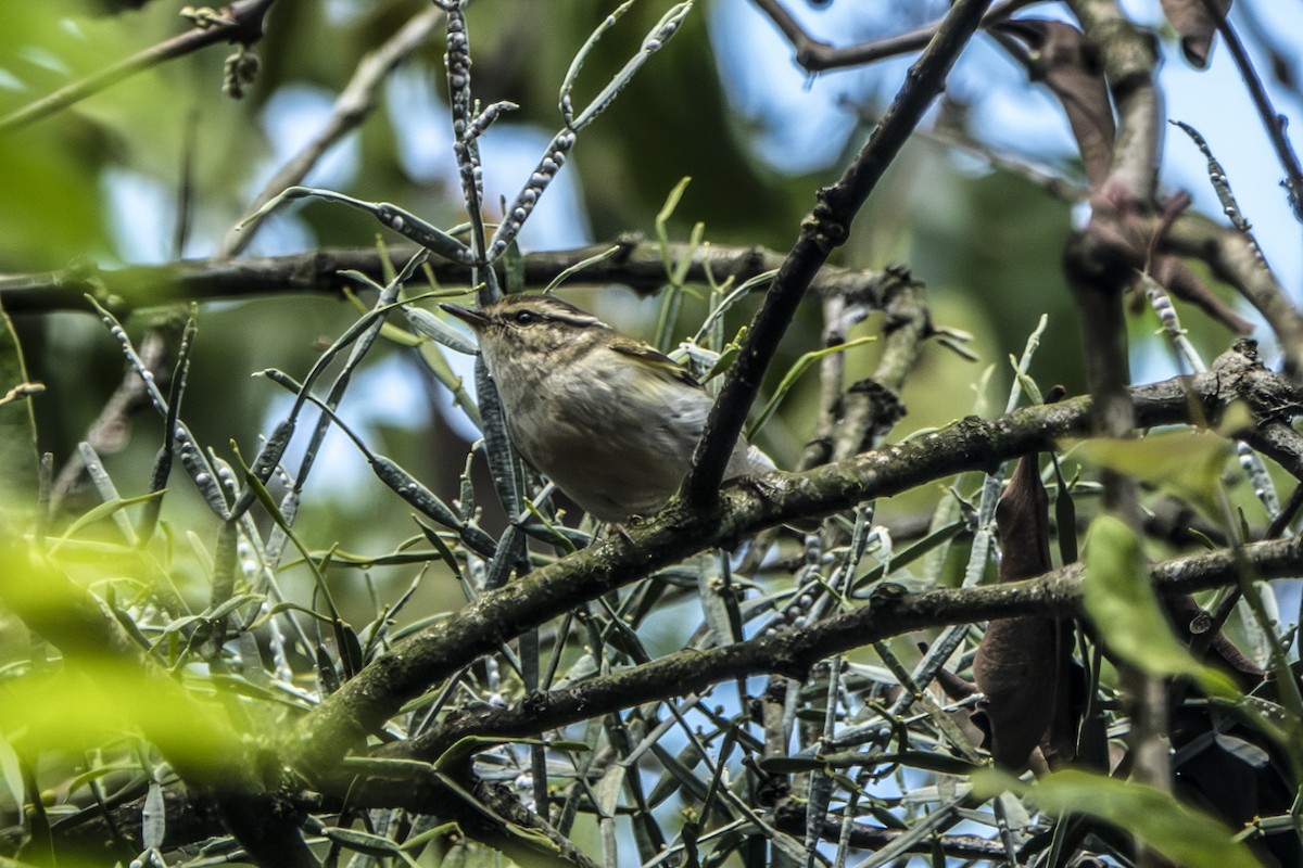 Hume's Warbler - ML647345409