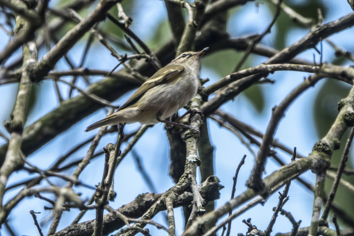 Hume's Warbler - ML647345410
