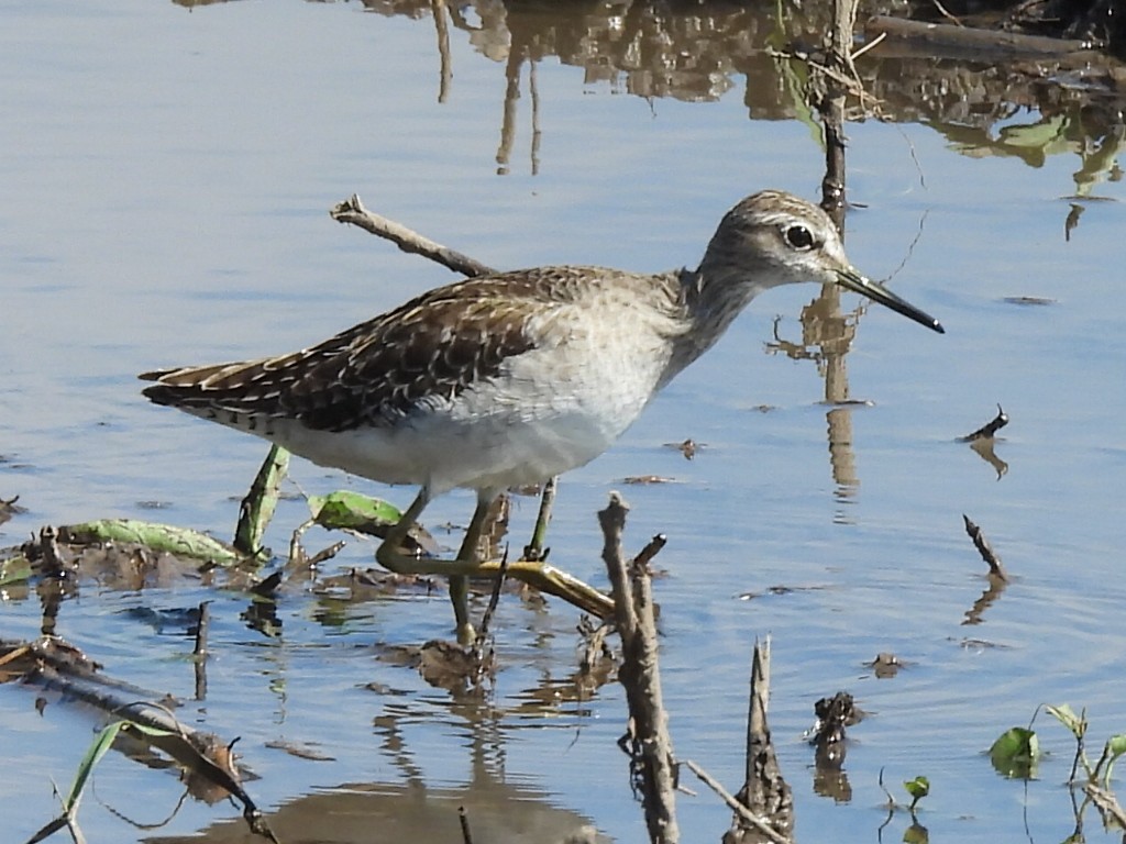 Wood Sandpiper - ML647345411