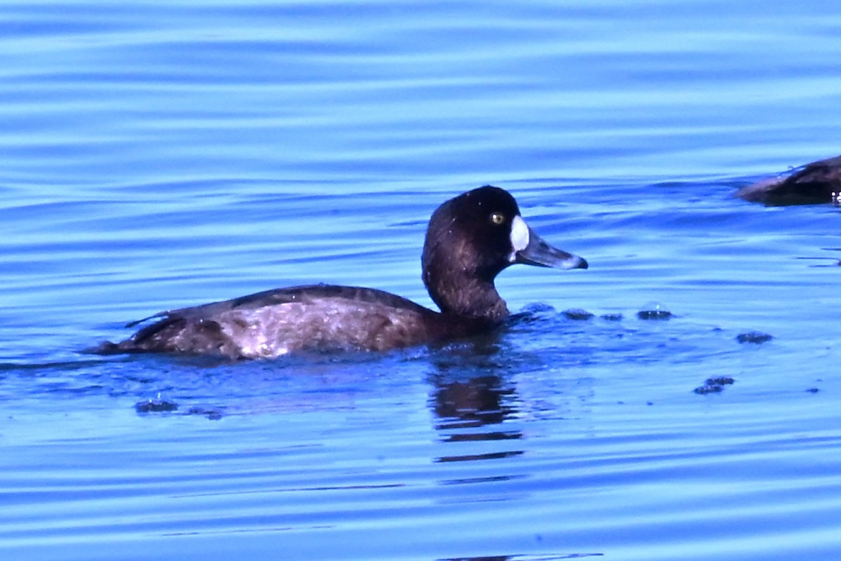 Greater/Lesser Scaup - ML647345413