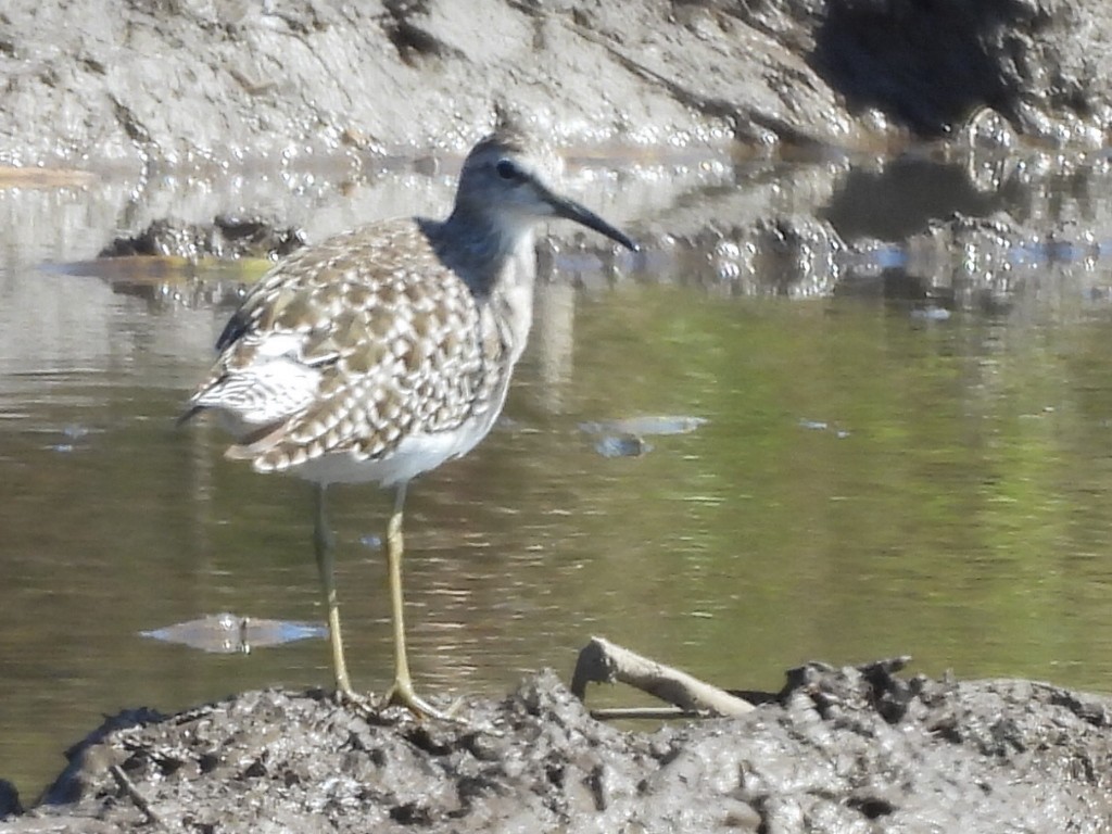Wood Sandpiper - ML647345414