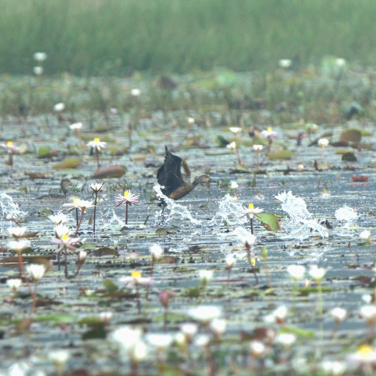 Lesser Whistling-Duck - ML647345415