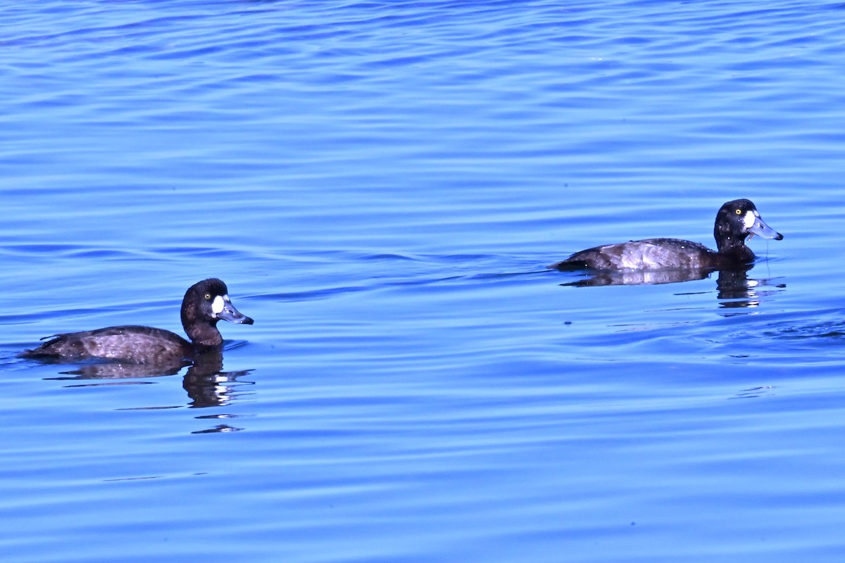 Greater/Lesser Scaup - ML647345419
