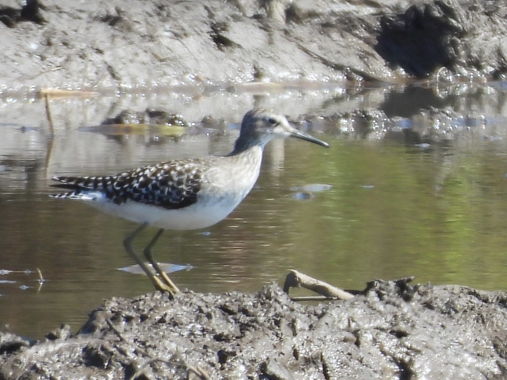 Wood Sandpiper - ML647345421