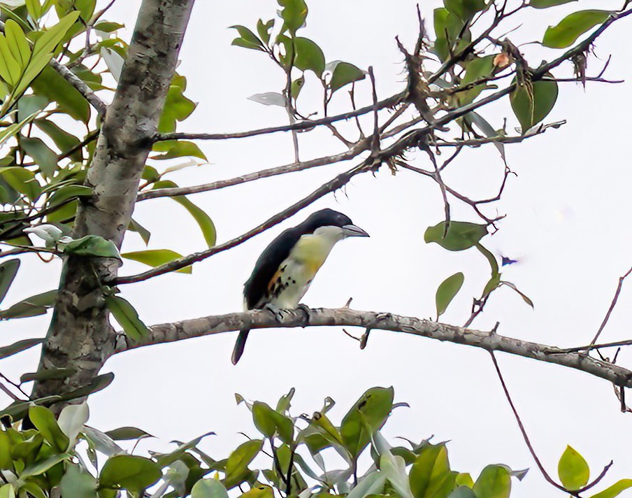 Spot-crowned Barbet - ML647345422