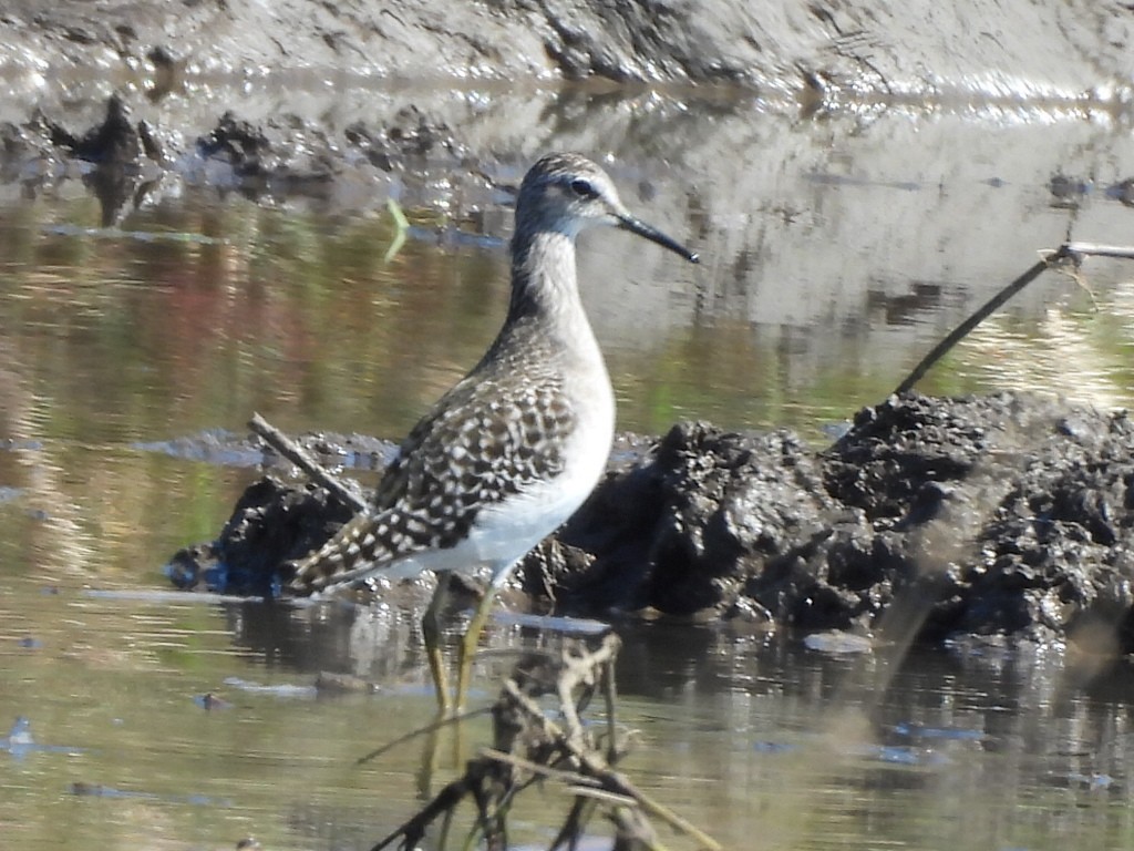 Wood Sandpiper - ML647345423