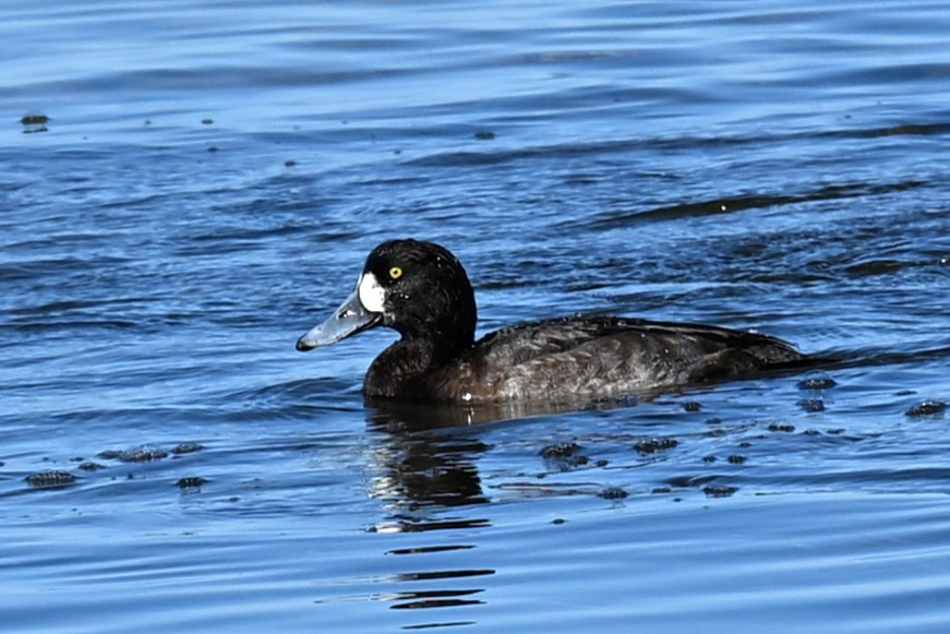 Greater/Lesser Scaup - ML647345424