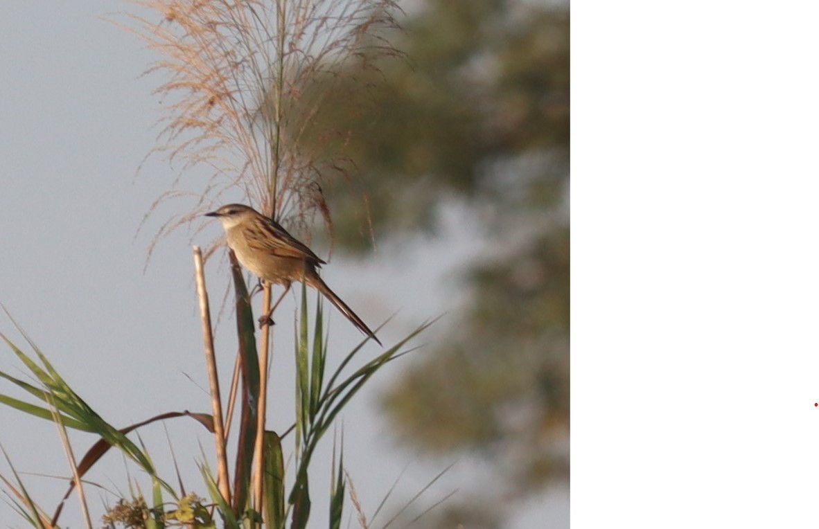 Paddyfield Warbler - ML647345425