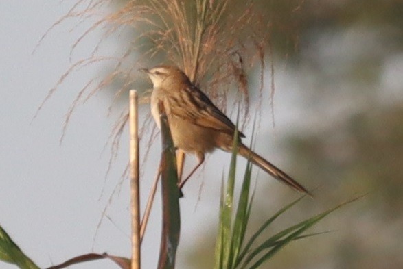 Paddyfield Warbler - ML647345426