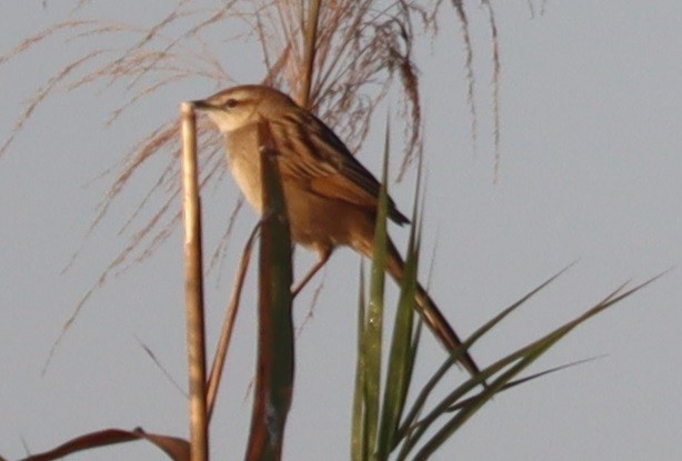 Paddyfield Warbler - ML647345427
