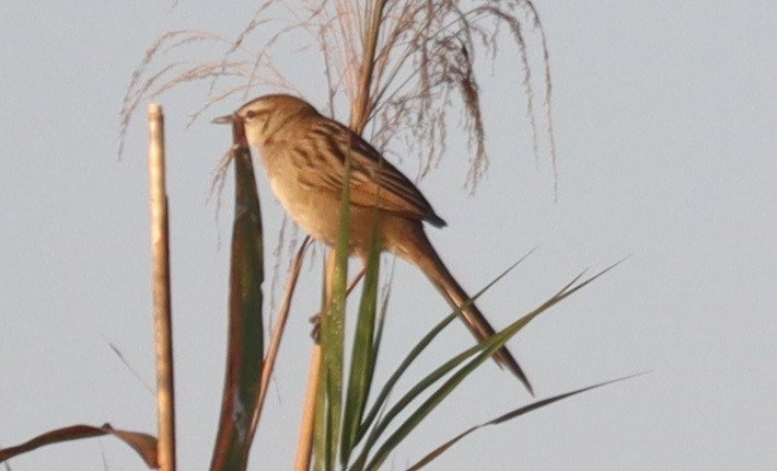 Paddyfield Warbler - ML647345428